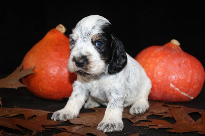 Les chiots de Cocker Spaniel Anglais