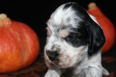 Les chiots de Cocker Spaniel Anglais