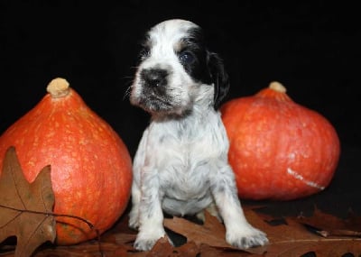 Les chiots de Cocker Spaniel Anglais