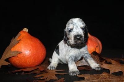 Les chiots de Cocker Spaniel Anglais