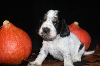 Les chiots de Cocker Spaniel Anglais