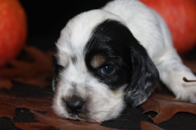 Les chiots de Cocker Spaniel Anglais