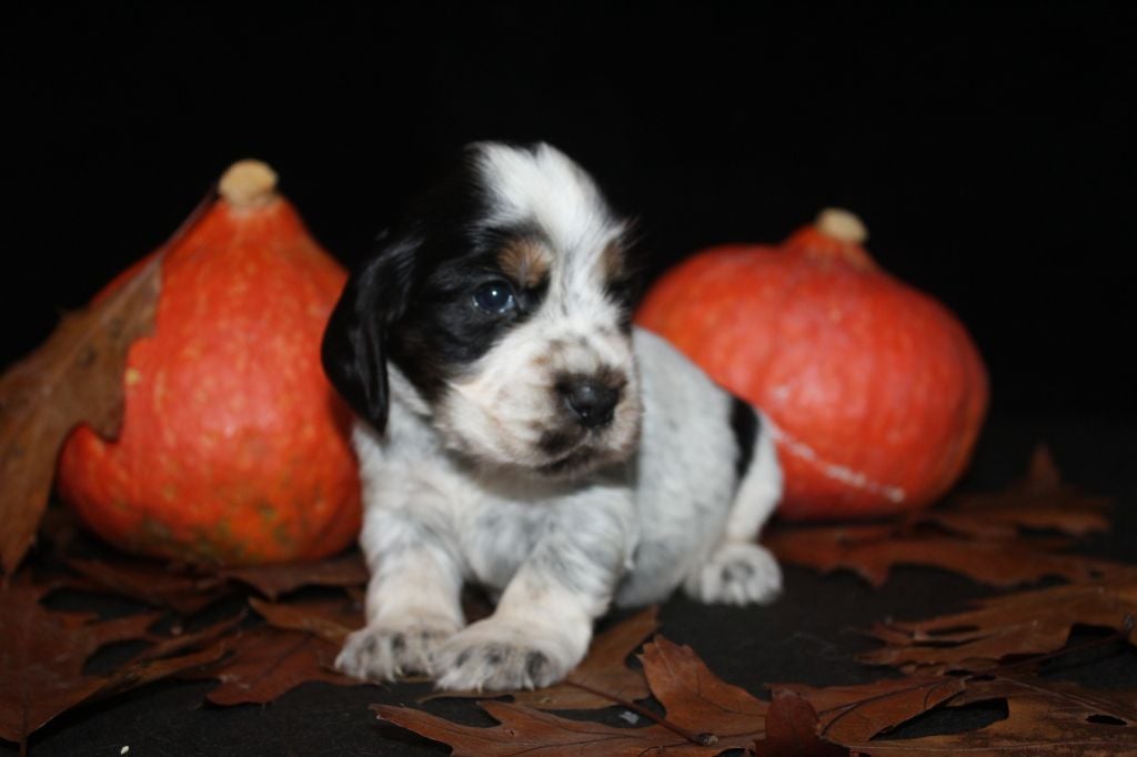 F3-ATHÉNA DE LA MAHONNIÈRE