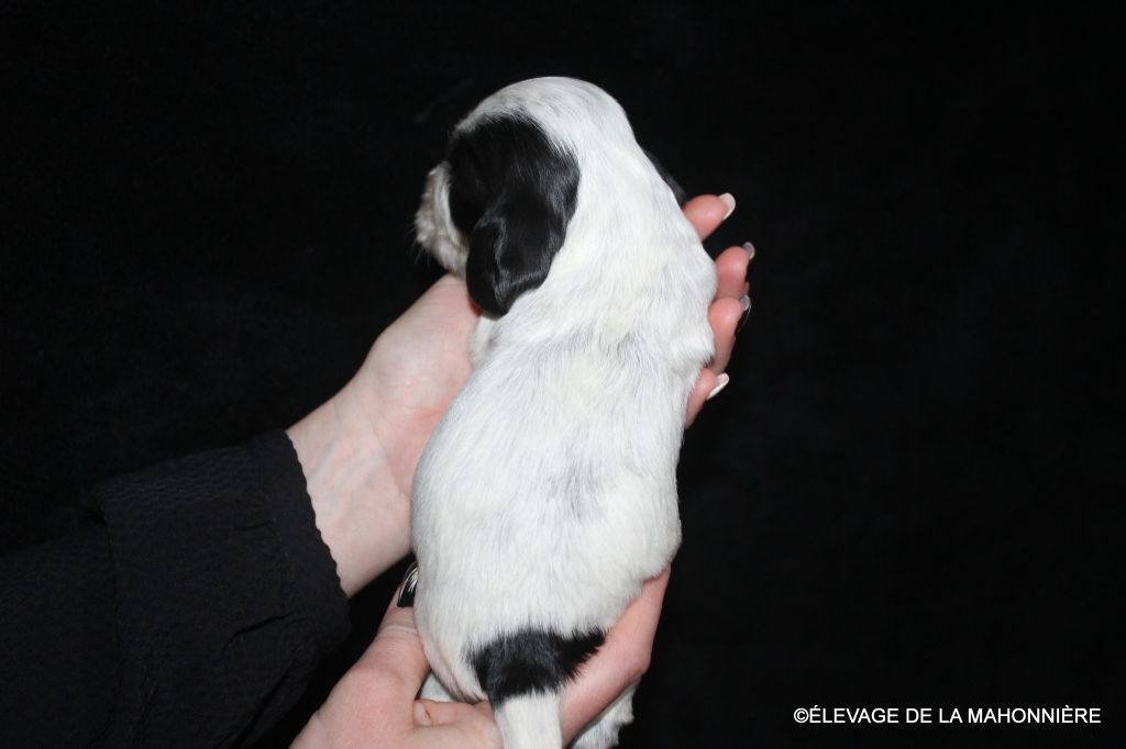 M1-ALPHA DE LA MAHONNIÈRE