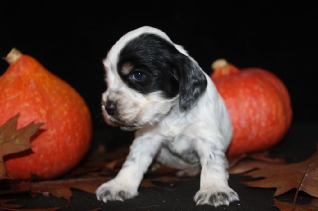 M3 - ARIBO DE LA MAHONNIÈRE