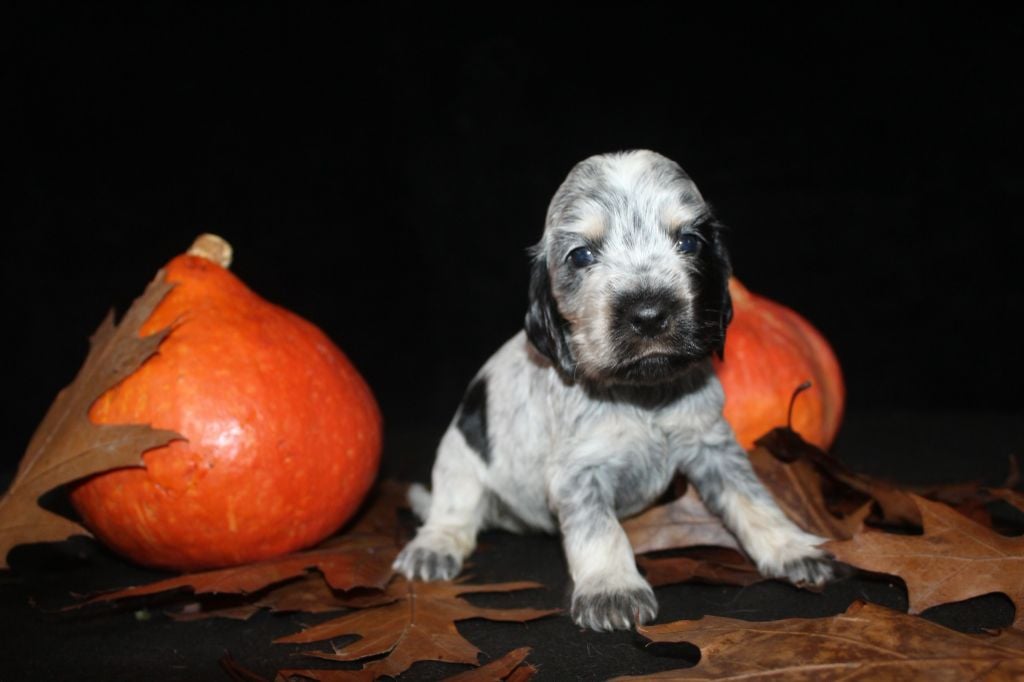 F2- ARIA DE LA MAHONNIÈRE