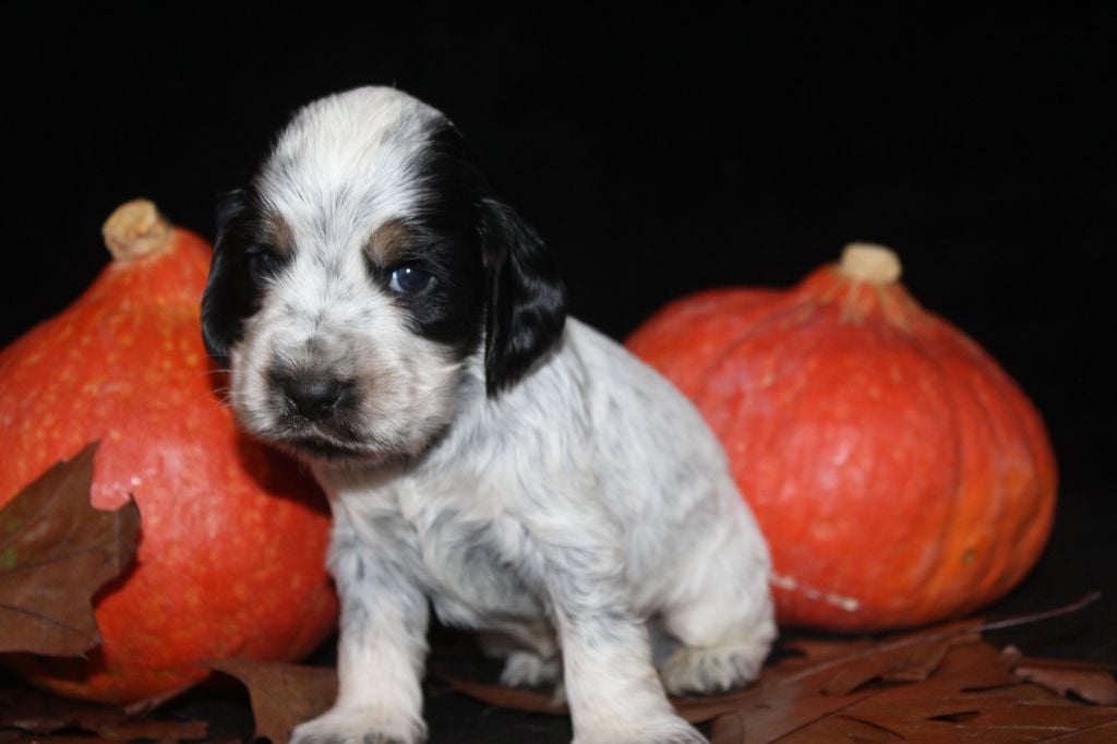 M1-ALPHA DE LA MAHONNIÈRE