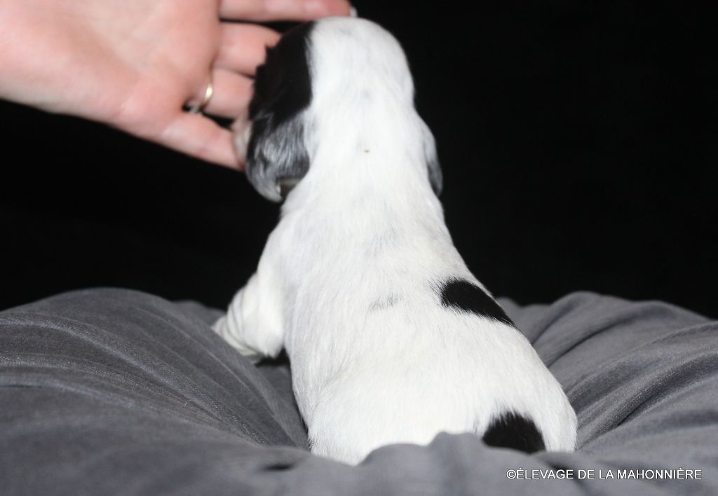 M3 - ARIBO DE LA MAHONNIÈRE