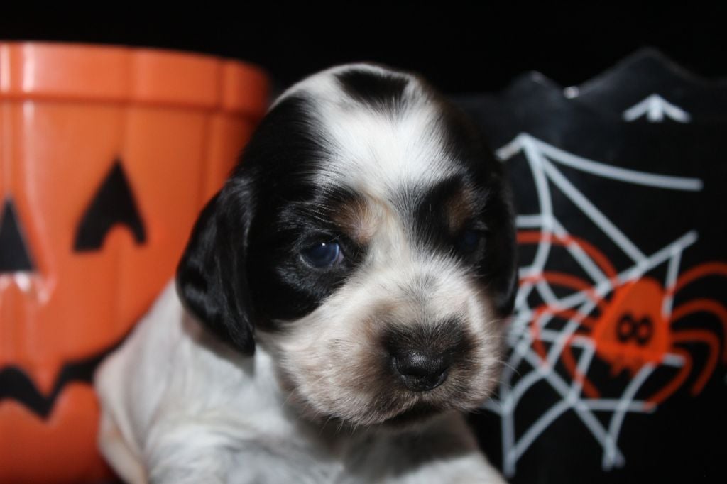 F1-AYA de la Mahonnière