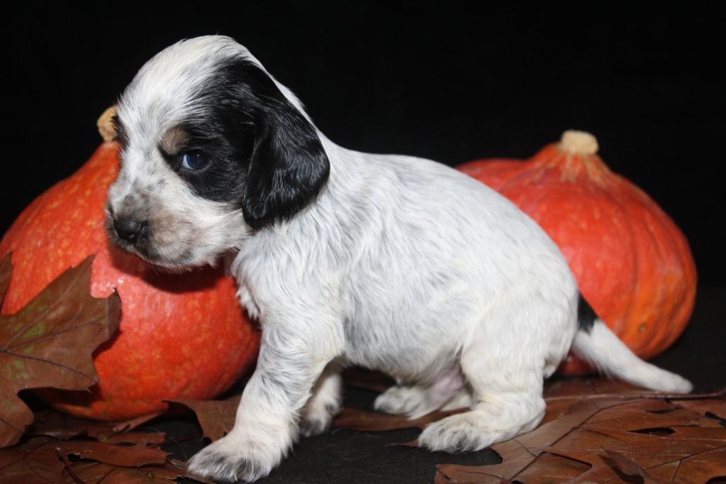 M1-ALPHA DE LA MAHONNIÈRE