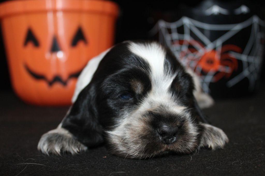 M3-ARES de la Mahonnière