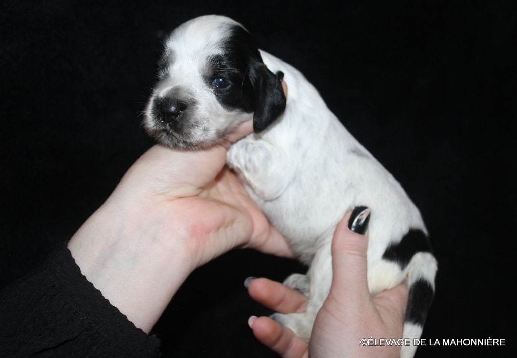 F4-AXE DE LA MAHONNIÈRE