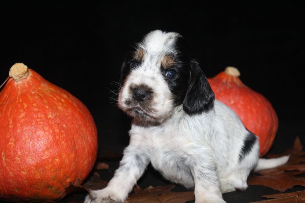 F3-ATHÉNA DE LA MAHONNIÈRE