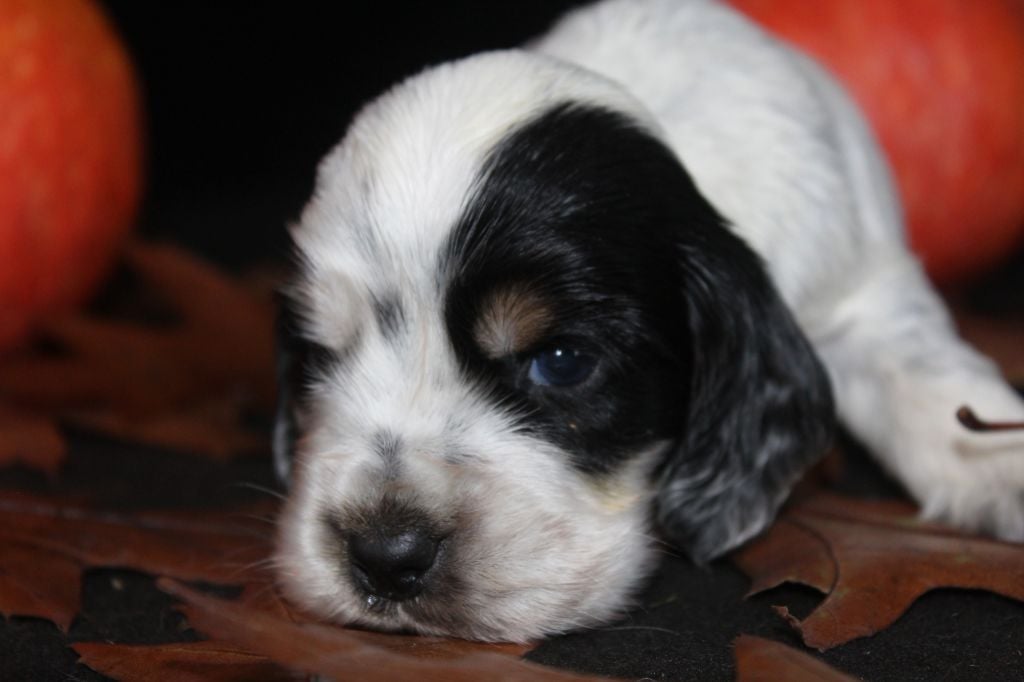 M3 - ARIBO DE LA MAHONNIÈRE