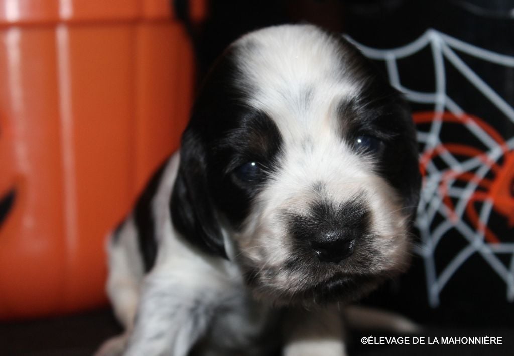 F2-ABY de la Mahonnière