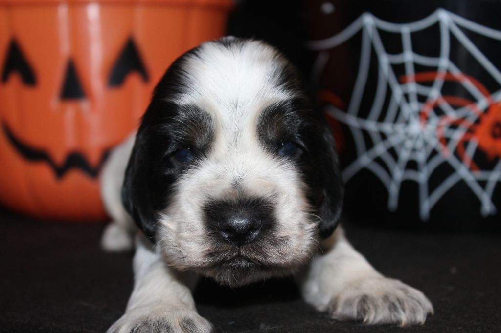 M2-ALBUS de la Mahonnière