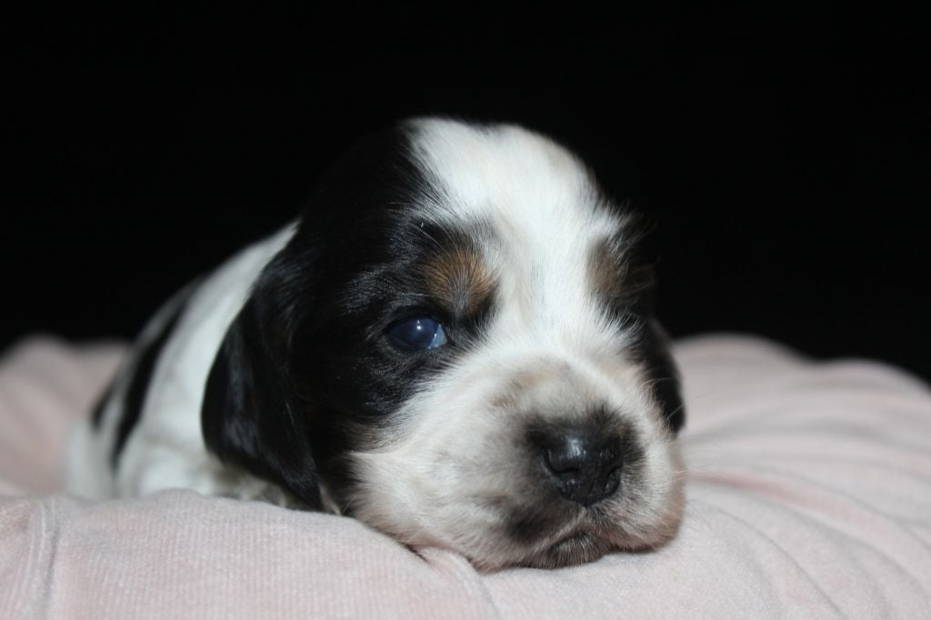 F3-ATHÉNA DE LA MAHONNIÈRE