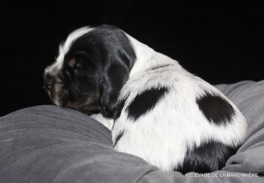 M3-ARES de la Mahonnière