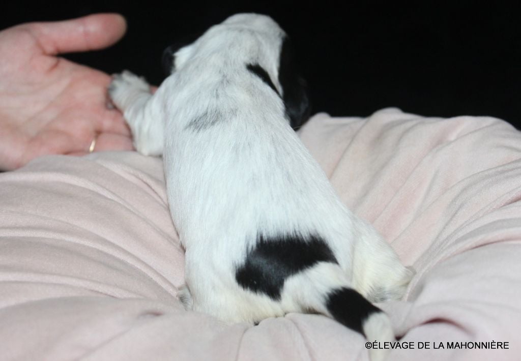 F4-AXE DE LA MAHONNIÈRE