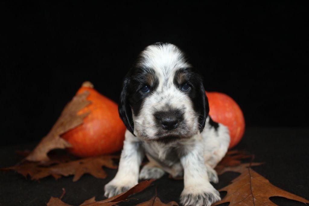 M2-ALBUS de la Mahonnière