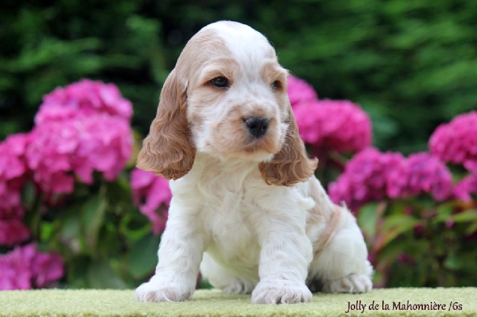 Accueil Elevage De La Mahonniere Eleveur De Chiens Cocker Spaniel Anglais