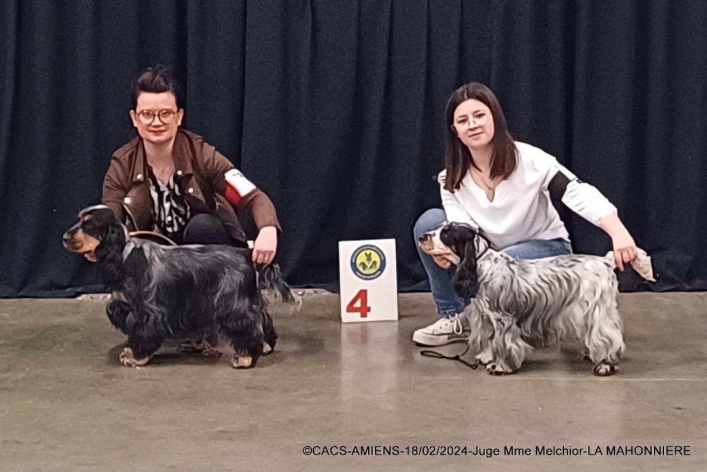 Rawell De La Mahonnière - 4ème EXCELLENT en classe ouverte femelle