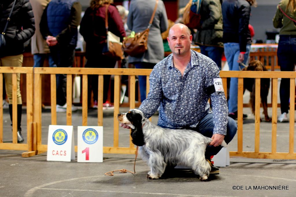 Rawell De La Mahonnière - CACS - 1er EXCELLENT en classe ouverte femelle