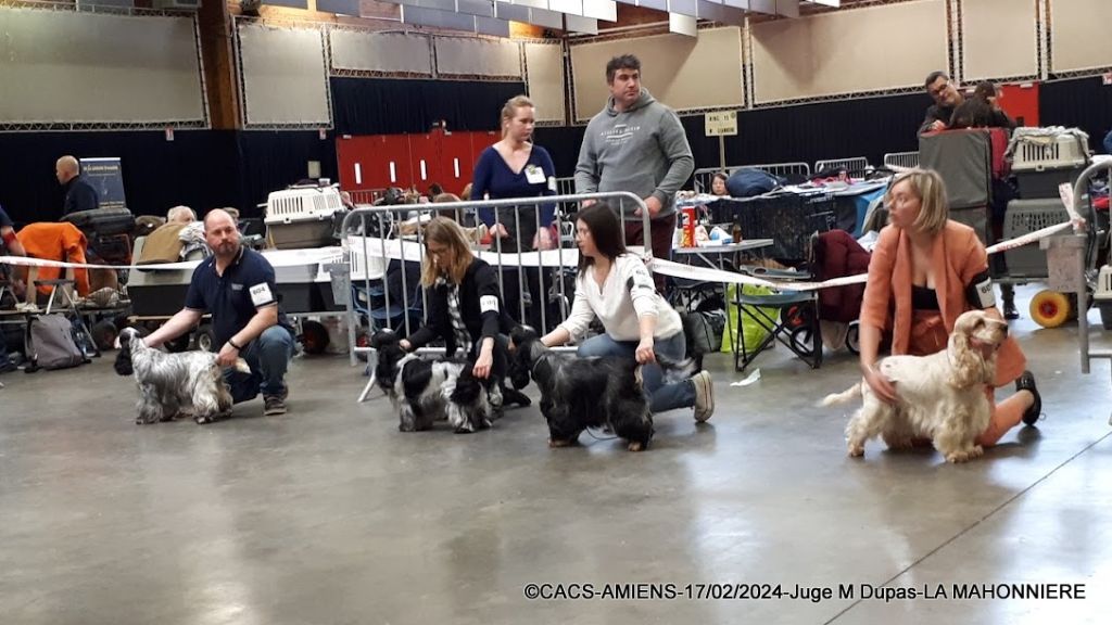 Rawell De La Mahonnière - CACS - 1er EXC en classe ouverte femelle - Meilleure de sexe opposé