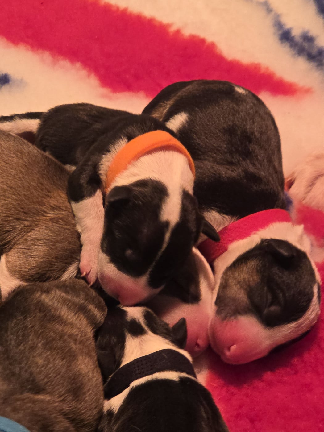 Chiot Bull Terrier