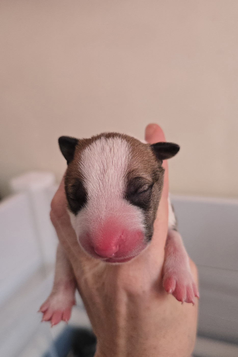 Mâle rouge - Bull Terrier