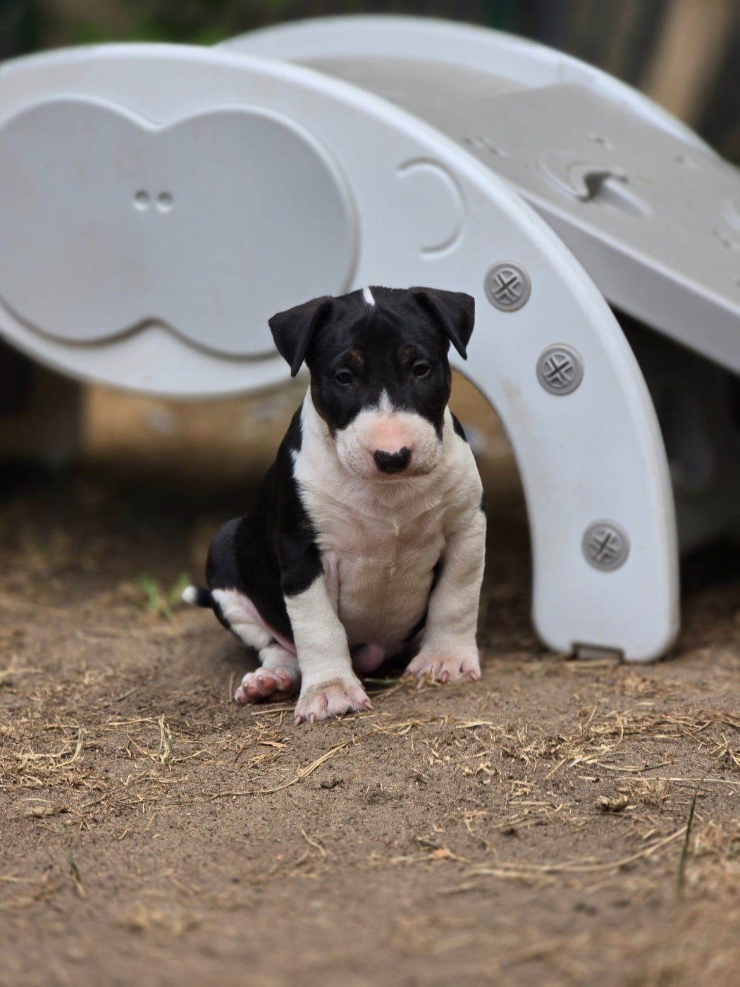 Mâle noir et blanc - Bull Terrier