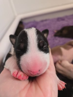Les chiots de Bull Terrier