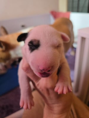 Femelle blanche cocard - Bull Terrier