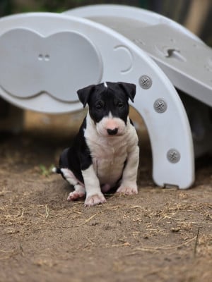 Les chiots de Bull Terrier