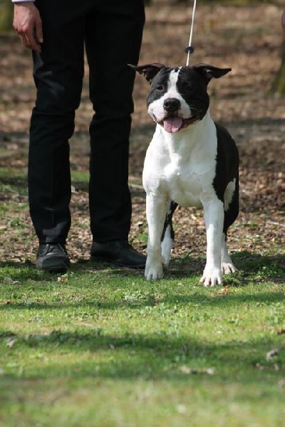 Publication : Of Ultimate Fighters