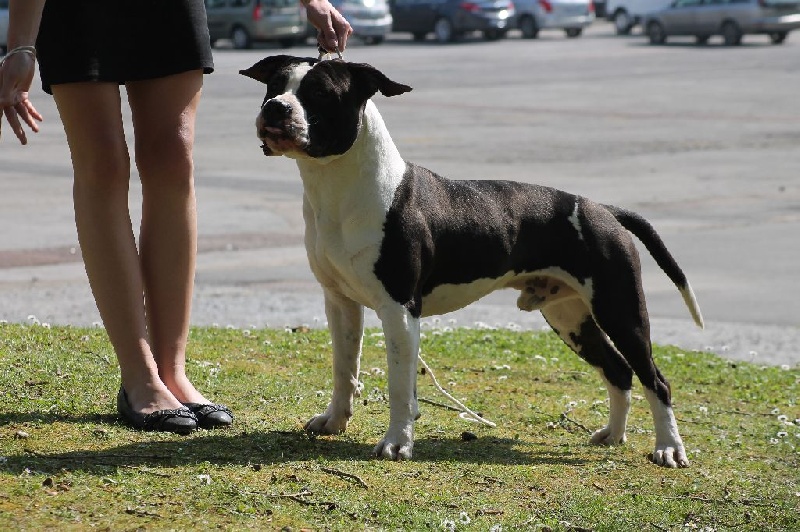 Publication : Of Ultimate Fighters