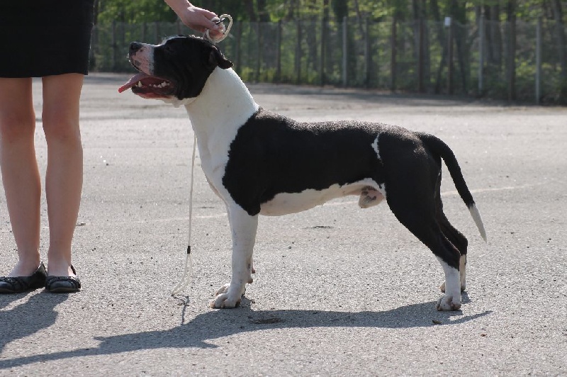 Publication : Of Ultimate Fighters