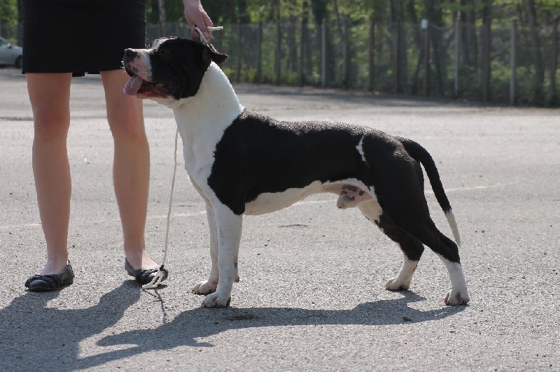 Publication : Of Ultimate Fighters