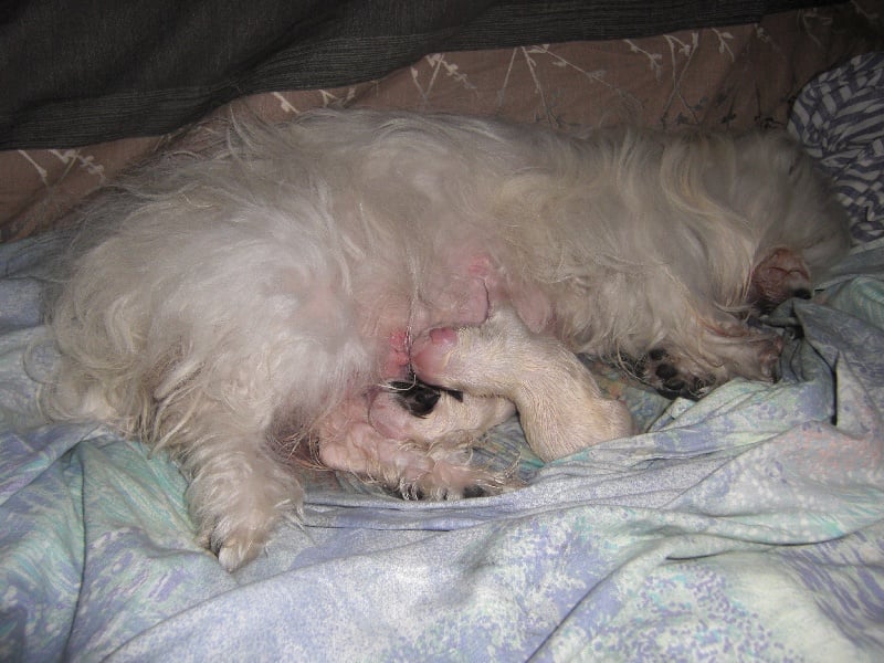 Publication : D'ivandry Auteur : CELLIER CATHY IVANDRY