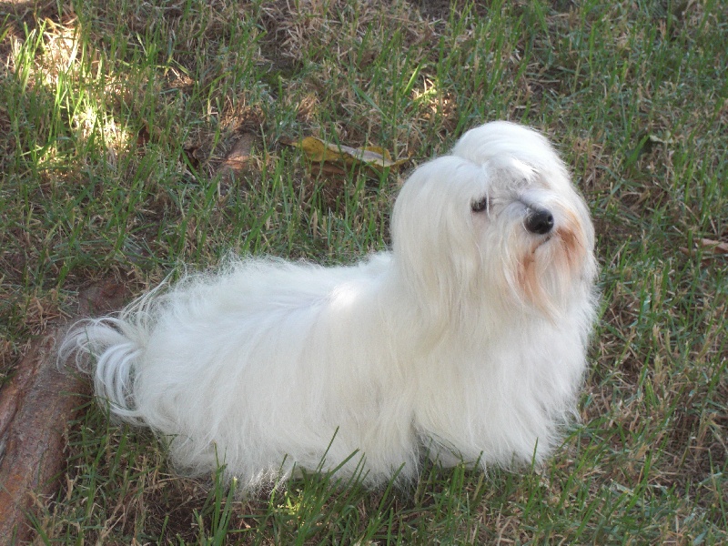 Publication : D'ivandry Auteur : CELLIER CATHY IVANDRY