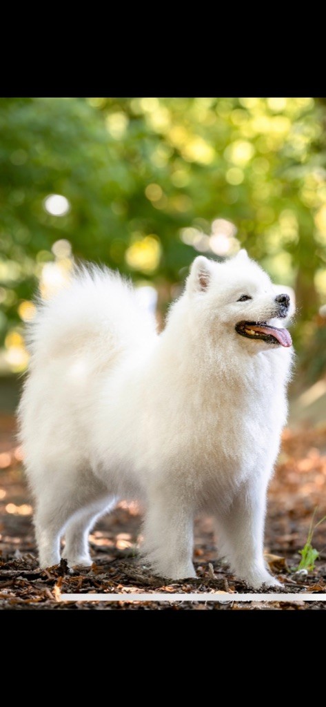 CH. gold charm Winona dit taïa