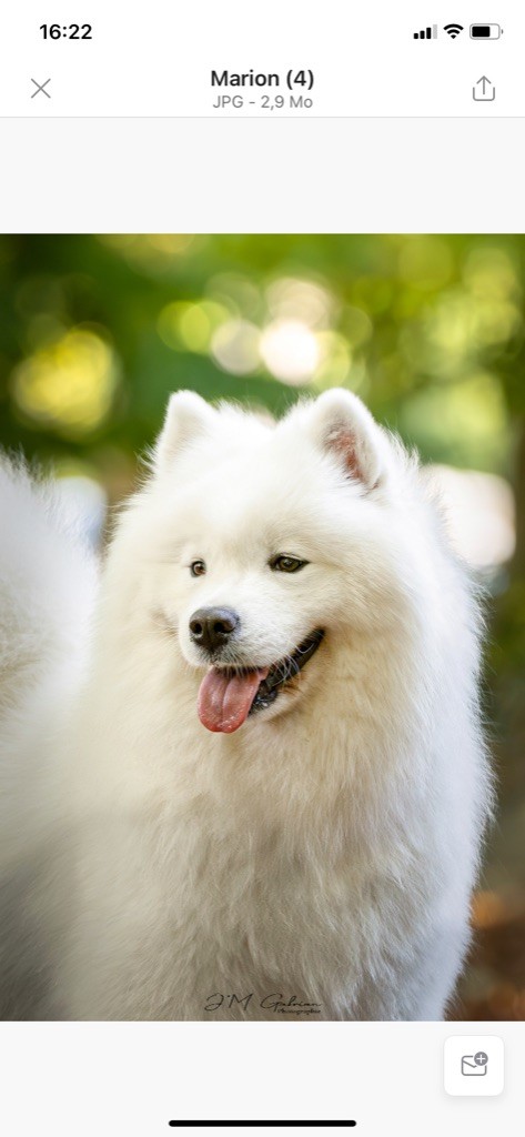 CH. gold charm Winona dit taïa