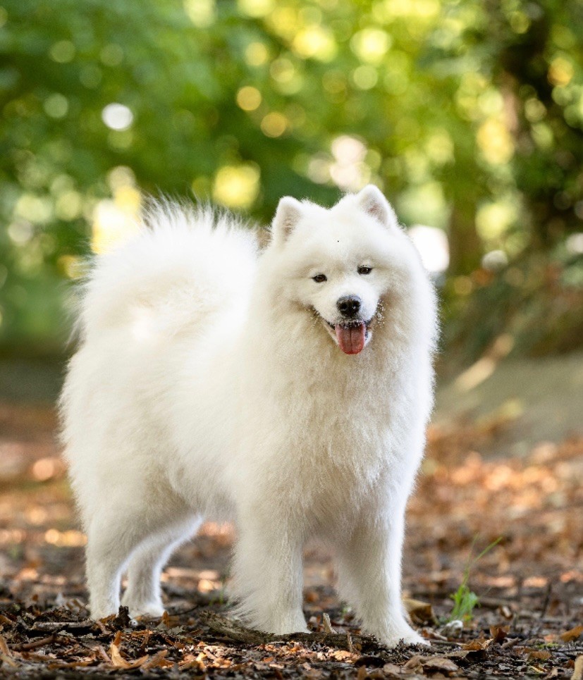 CH. gold charm Winona dit taïa