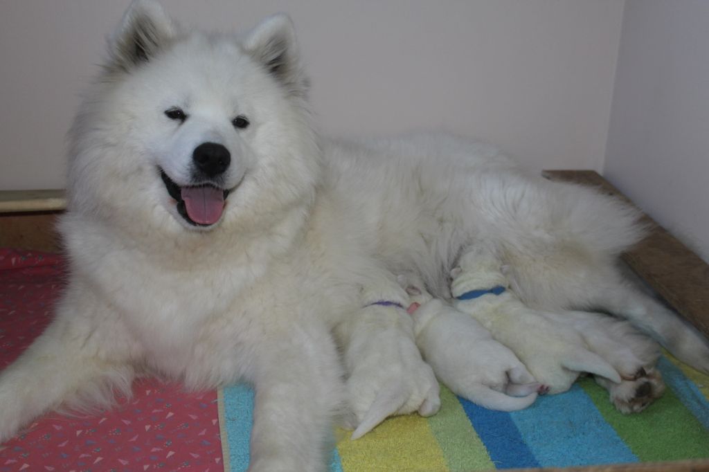 Chiot - Elevage Du Jardin Des Petits Choux - eleveur de chiens Samoyède