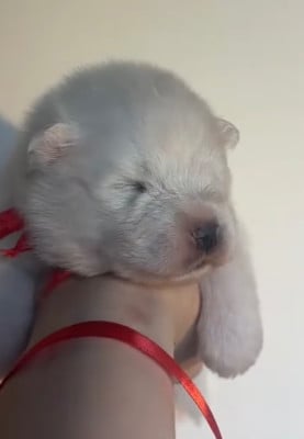 Les chiots de Samoyède