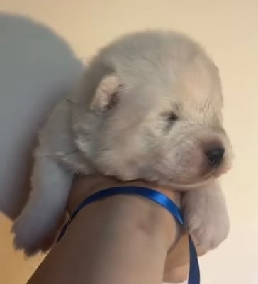 Les chiots de Samoyède
