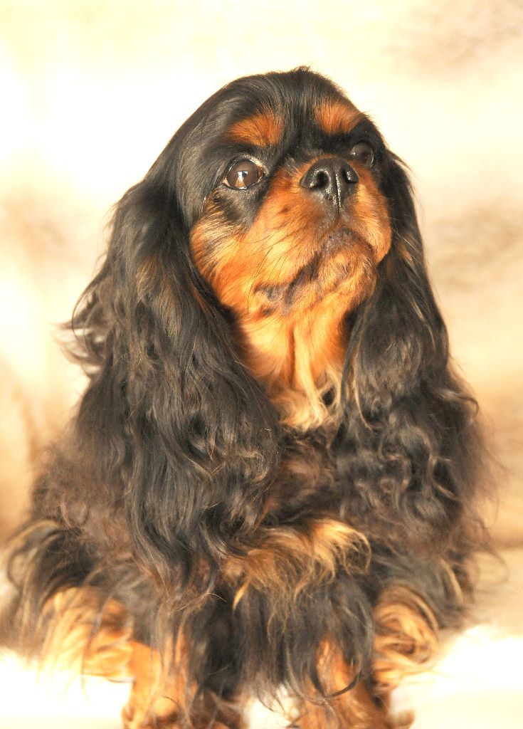 Publication : des Jardins de Bagatelle Auteur : L Larcher