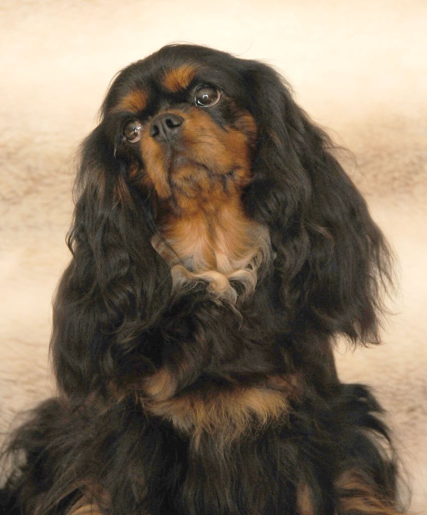 Publication : des Jardins de Bagatelle Auteur : L Larcher