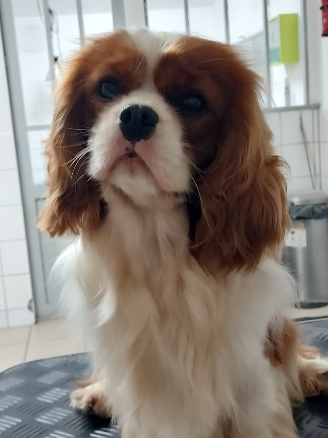 Velvet Gold des Jardins de Bagatelle