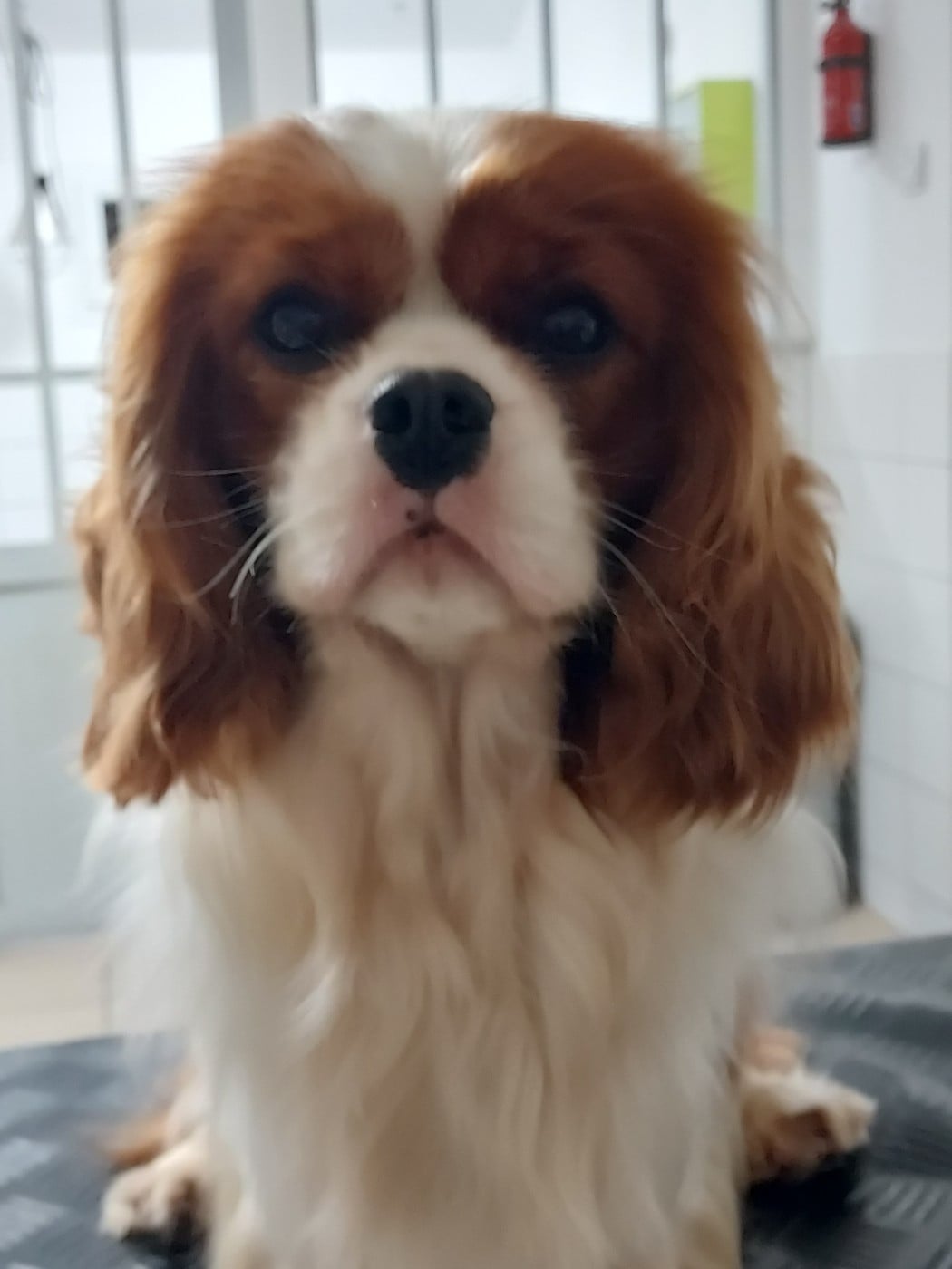 Velvet Gold des Jardins de Bagatelle